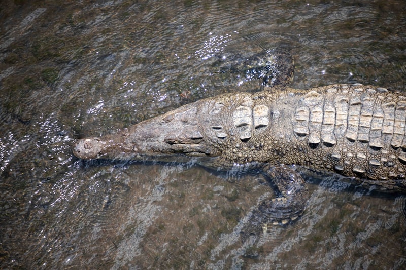Cocodrilo en el R&iacute;o T&aacute;rcoles cerca del Parque Nacional Carara