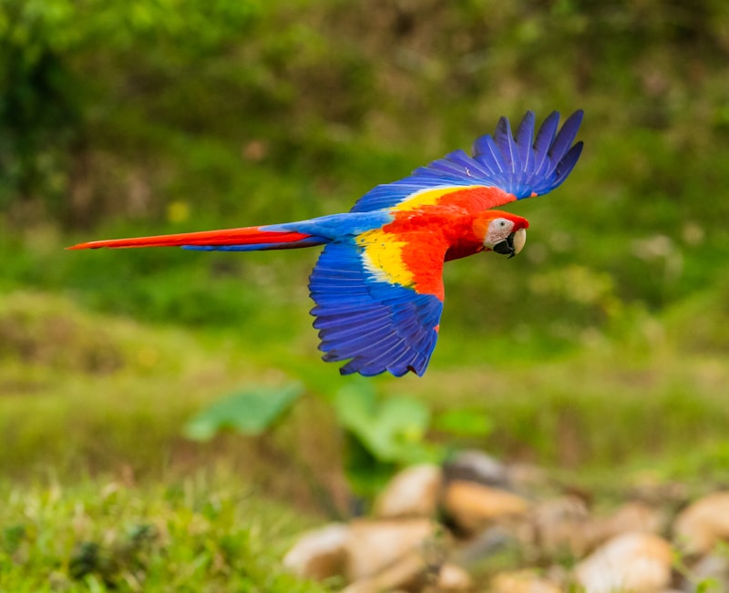 Guacamaya roja en vuelo en Parque Nacional Carara